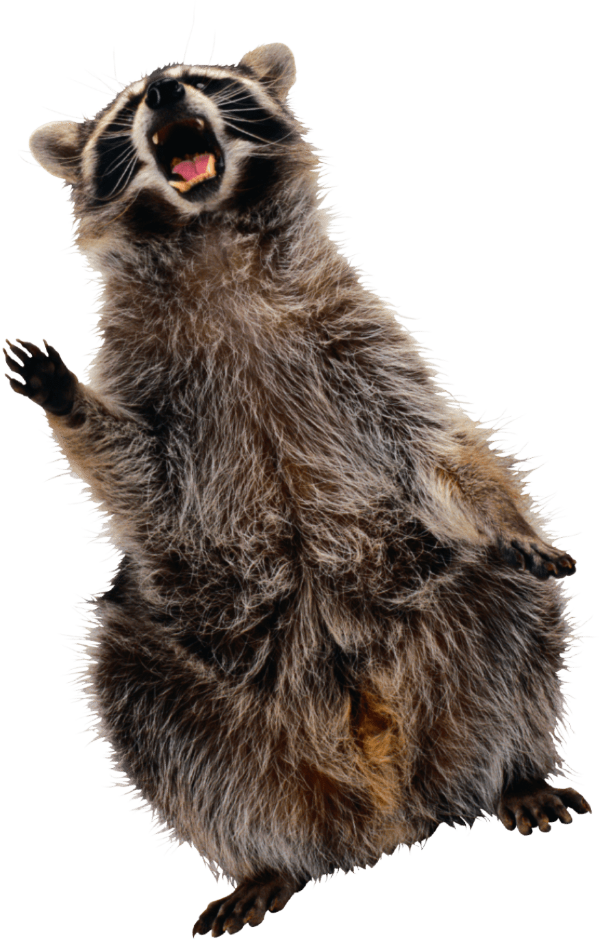 raccoon